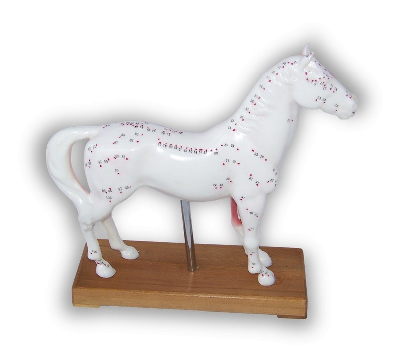 Anatomical Veterinarian&#39;s Horse Equine Acupuncture Model