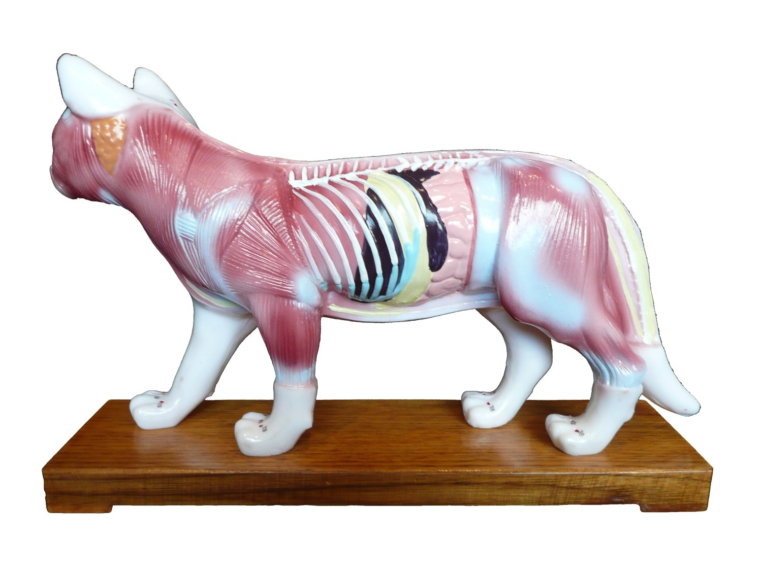Anatomical Veterinarian&#39;s Feline Cat Acupuncture Model