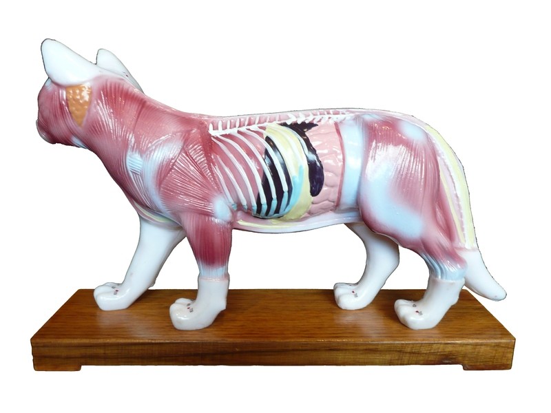 Anatomical Veterinarian&#39;s Feline Cat Acupuncture Model