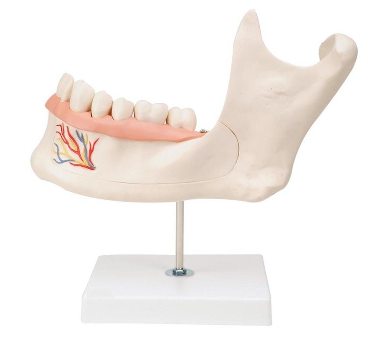 Anatomical Human Lower Jaw Mandible Teeth Model