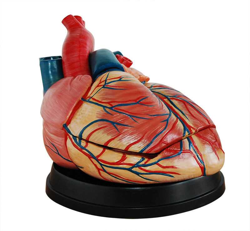 Advanced Anatomical Human Giant Heart Model
