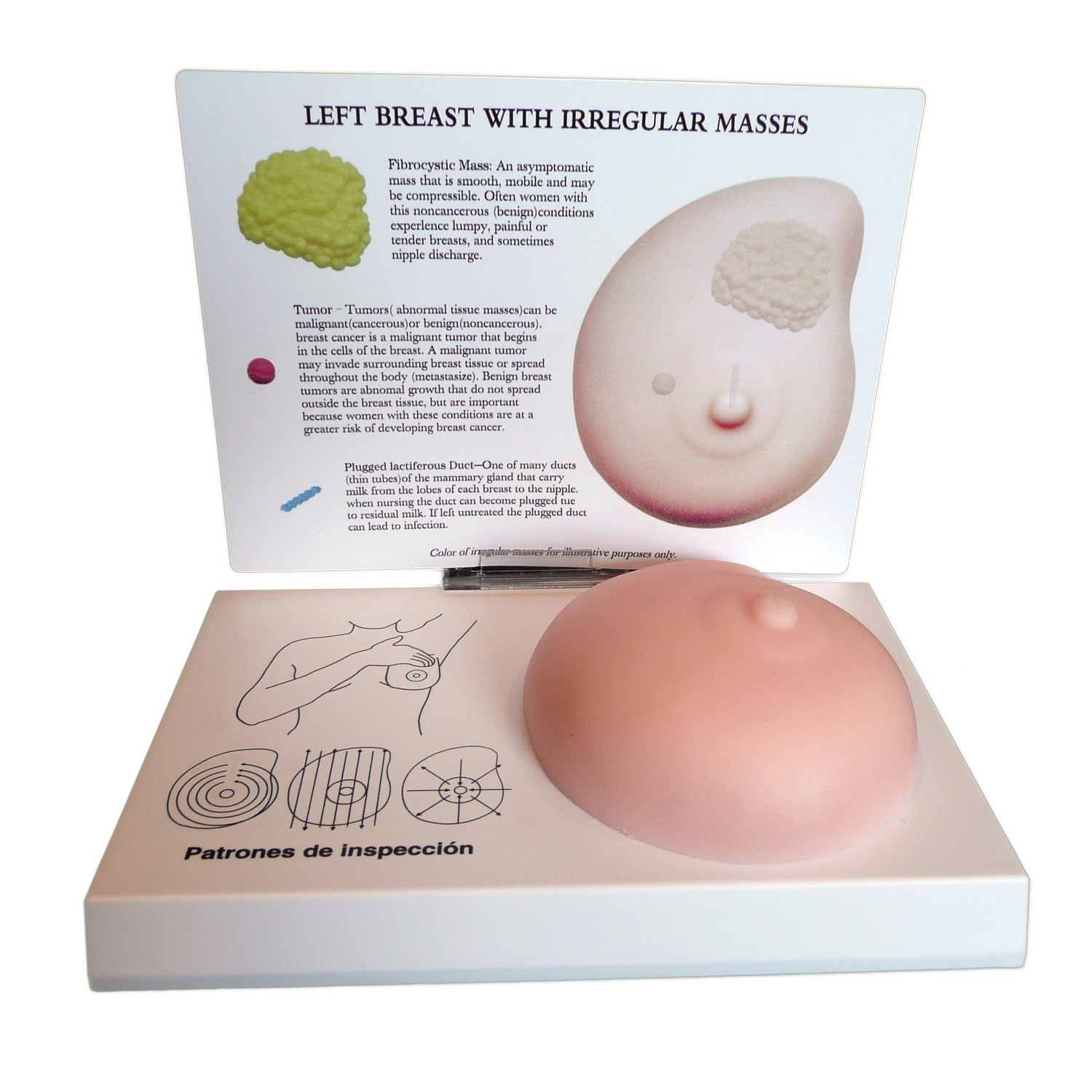 Anatomical Human Breast Cancer and Irregular Masses Model