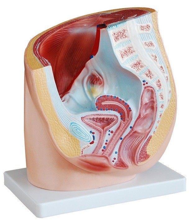 Anatomical Human Female Pelvic Cross-Section Model