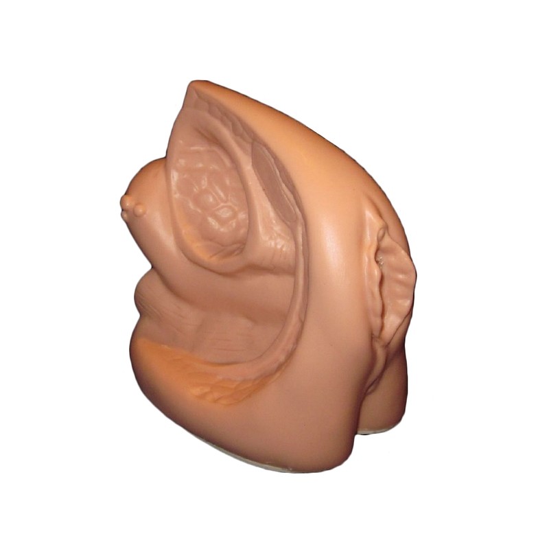 Anatomical Human Female Catheterisation Training Model