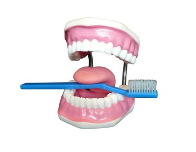 Dentist's Tooth Brushing Dental Hygiene Training Model