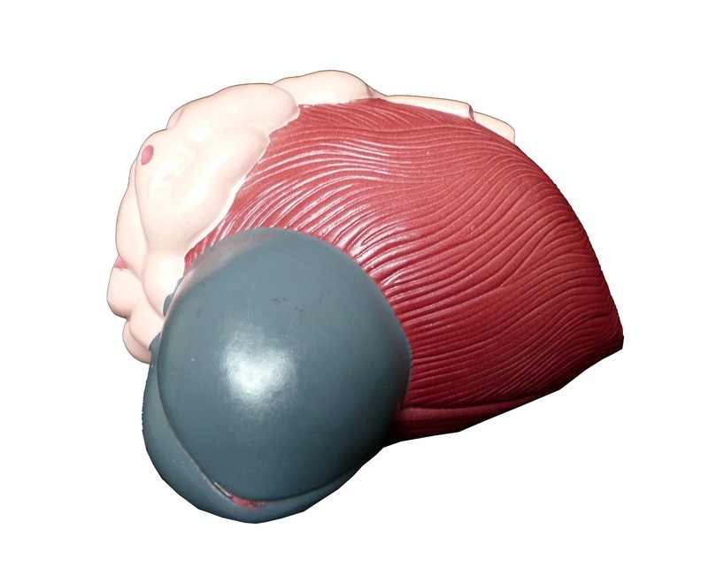 Anatomical Human Male Urinary Bladder Prostate Model