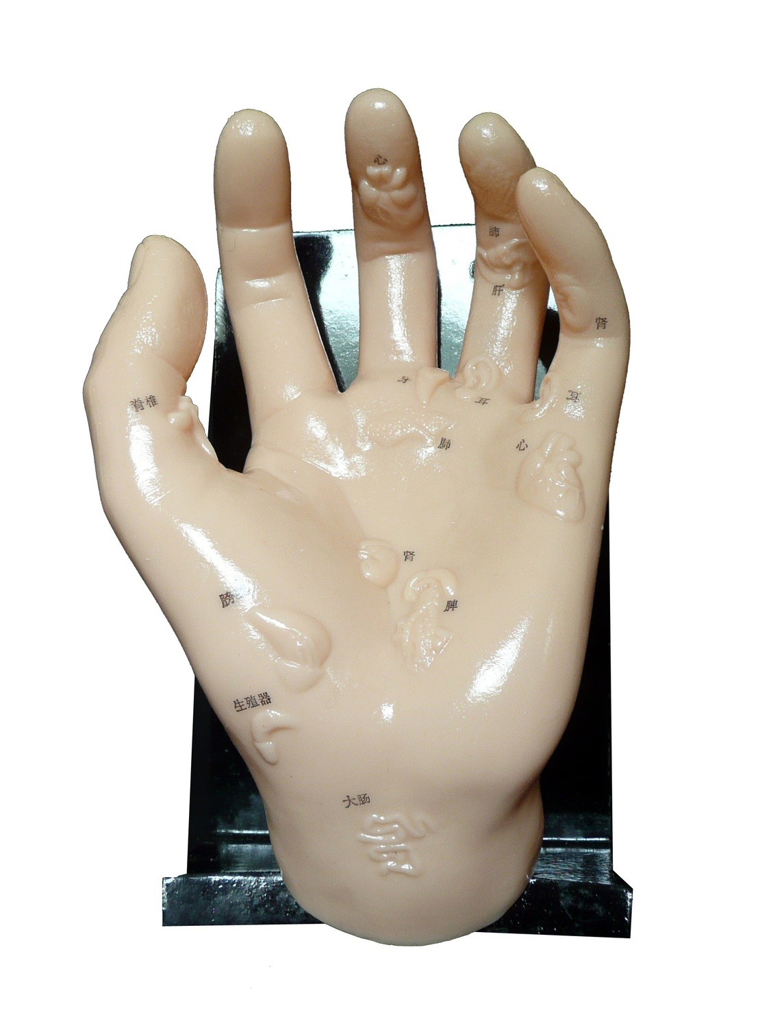 Anatomical Human Hand Model Illustrating Organs