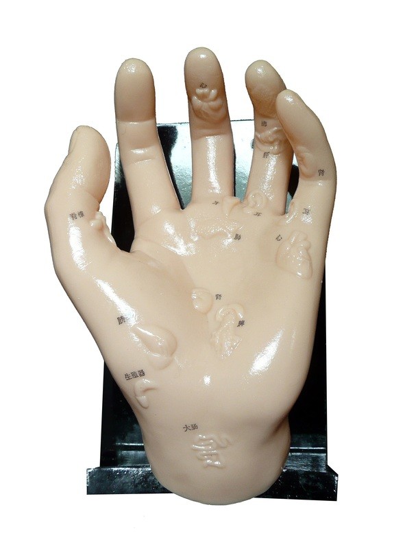 Anatomical Human Hand Model Illustrating Organs