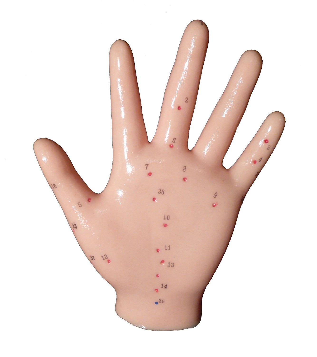 Anatomical Human Hand Acupuncture Model