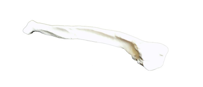 Anatomical Fibula Bone of Human Leg Model
