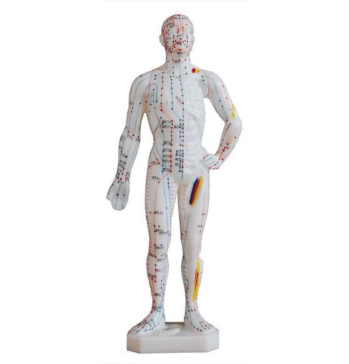 Anatomical Human 26cm Tall Acupuncture Model