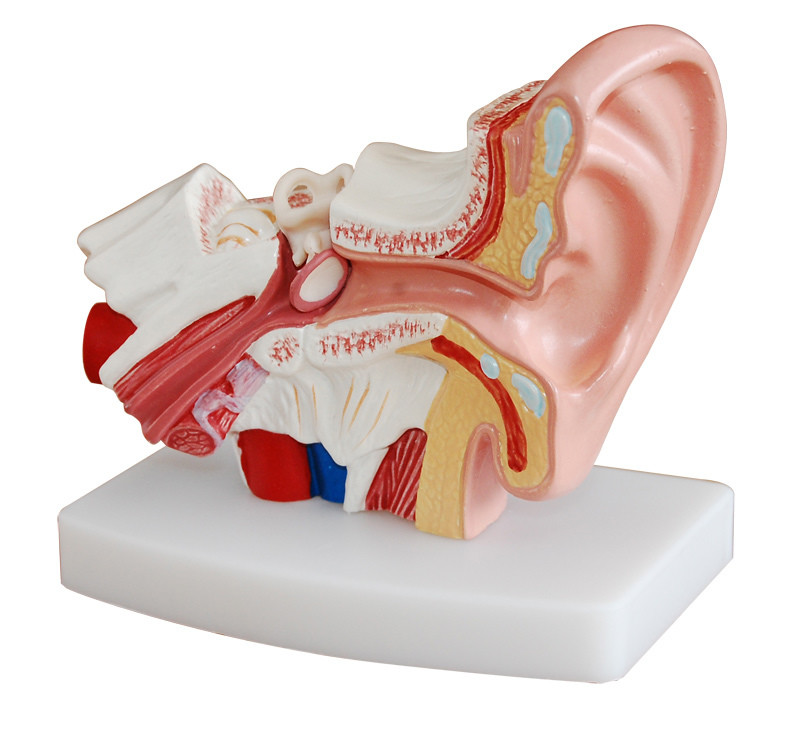 Anatomical Human 1.5x Life-Size Ear Model