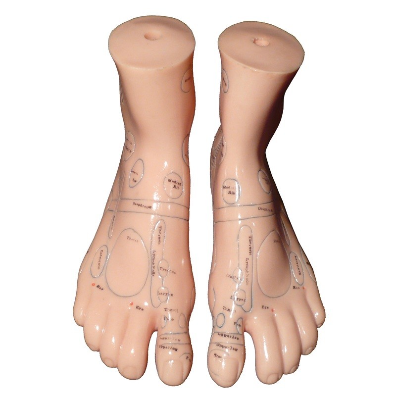 Anatomical Human Massage and Acupuncture Foot Model