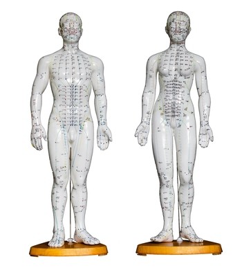 Anatomical Human 50cm Tall Acupuncture Model Pair