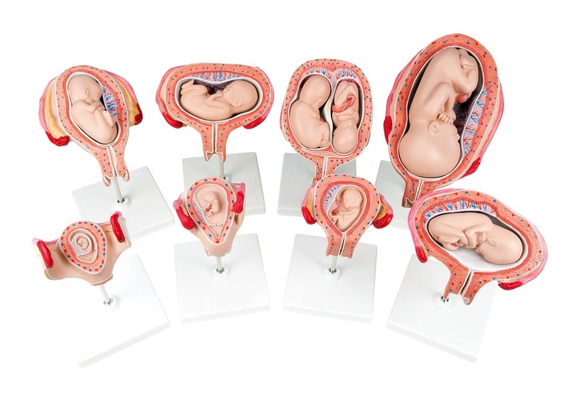 Anatomical Human Fetal Development Pregnancy Series Model