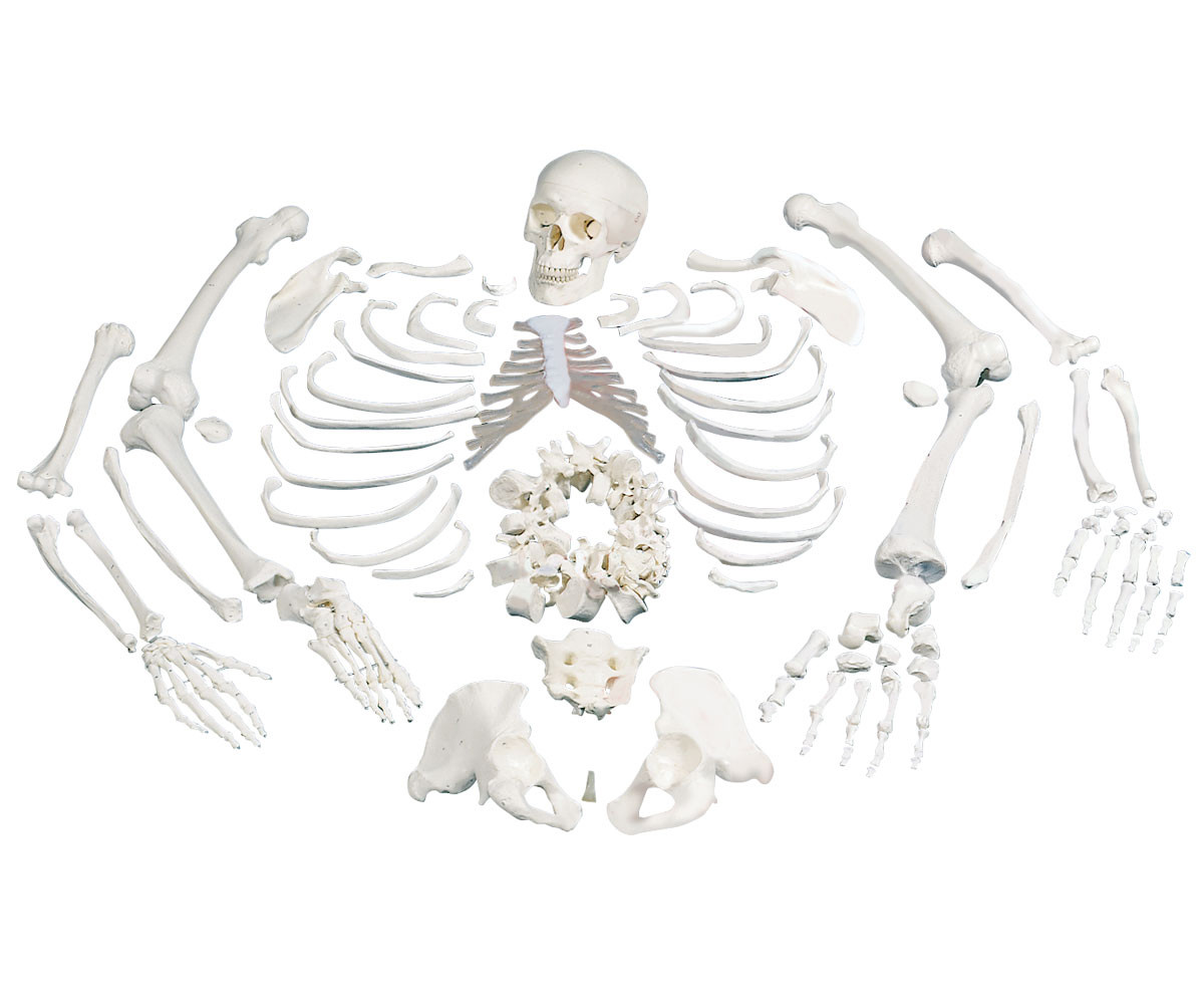 Disarticulated Anatomical Human Skeleton Model with Anatomy Chart