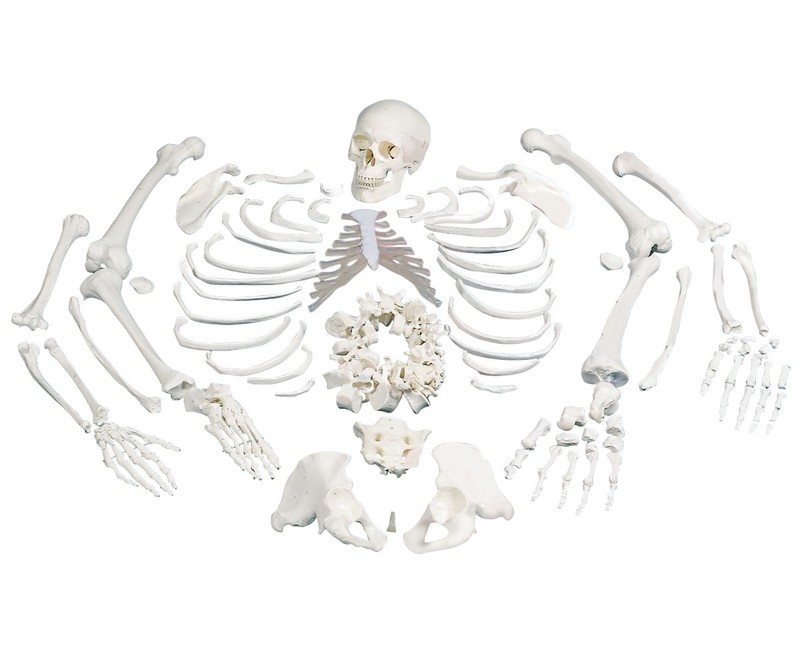 Disarticulated Anatomical Human Skeleton Model with Anatomy Chart