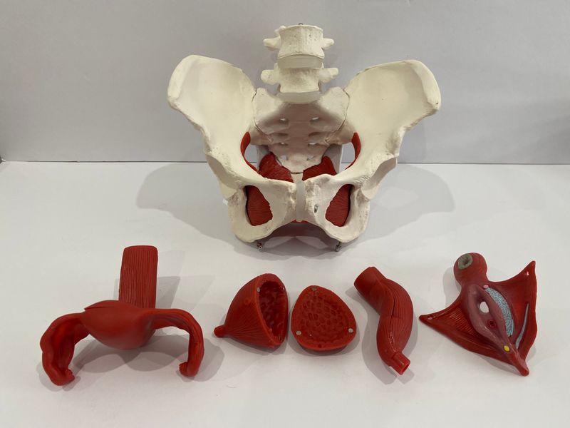 Life-Size Anatomical Human Female Pelvis with Removable Organs Model
