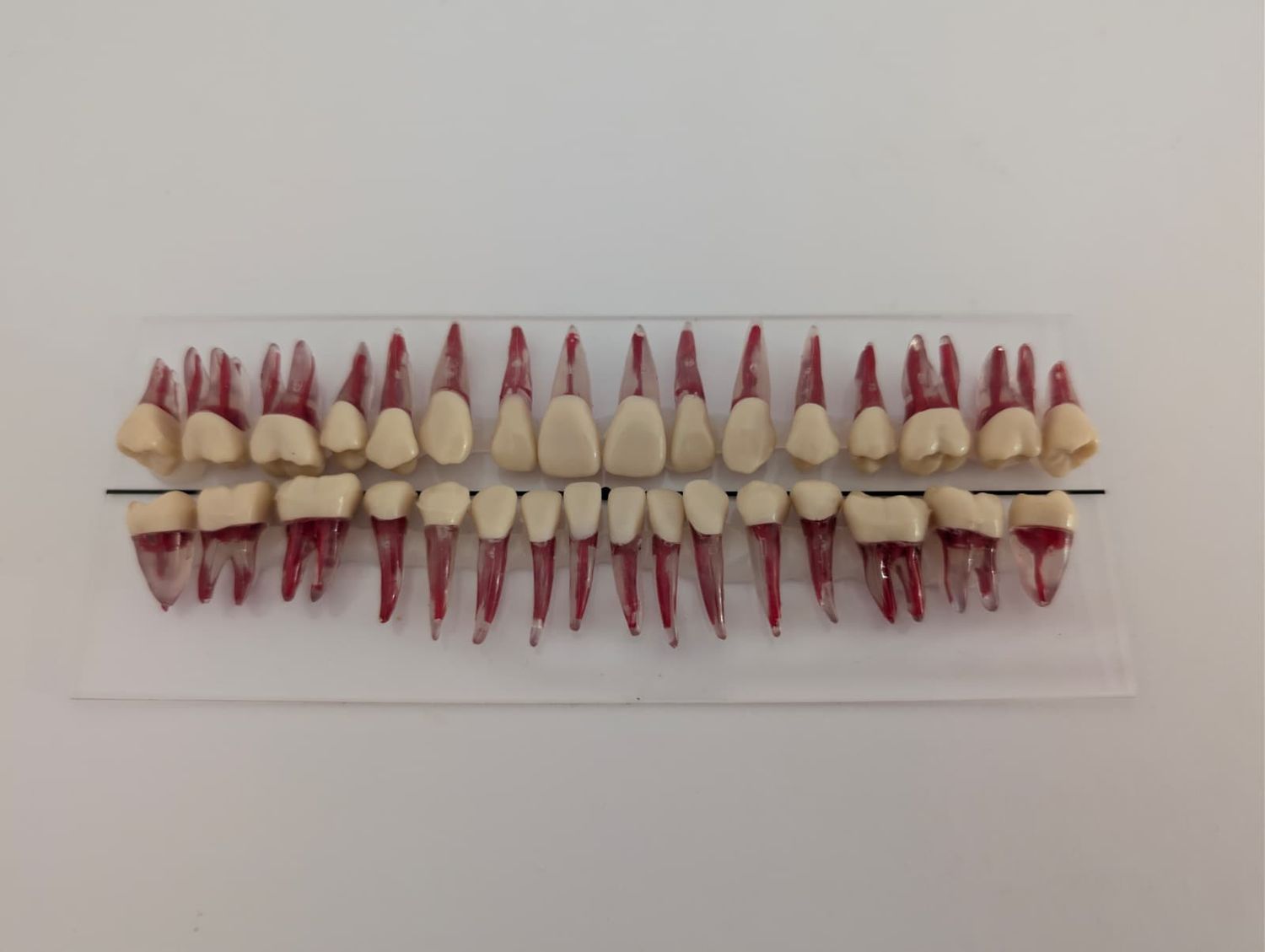 Endodontic Teeth Model