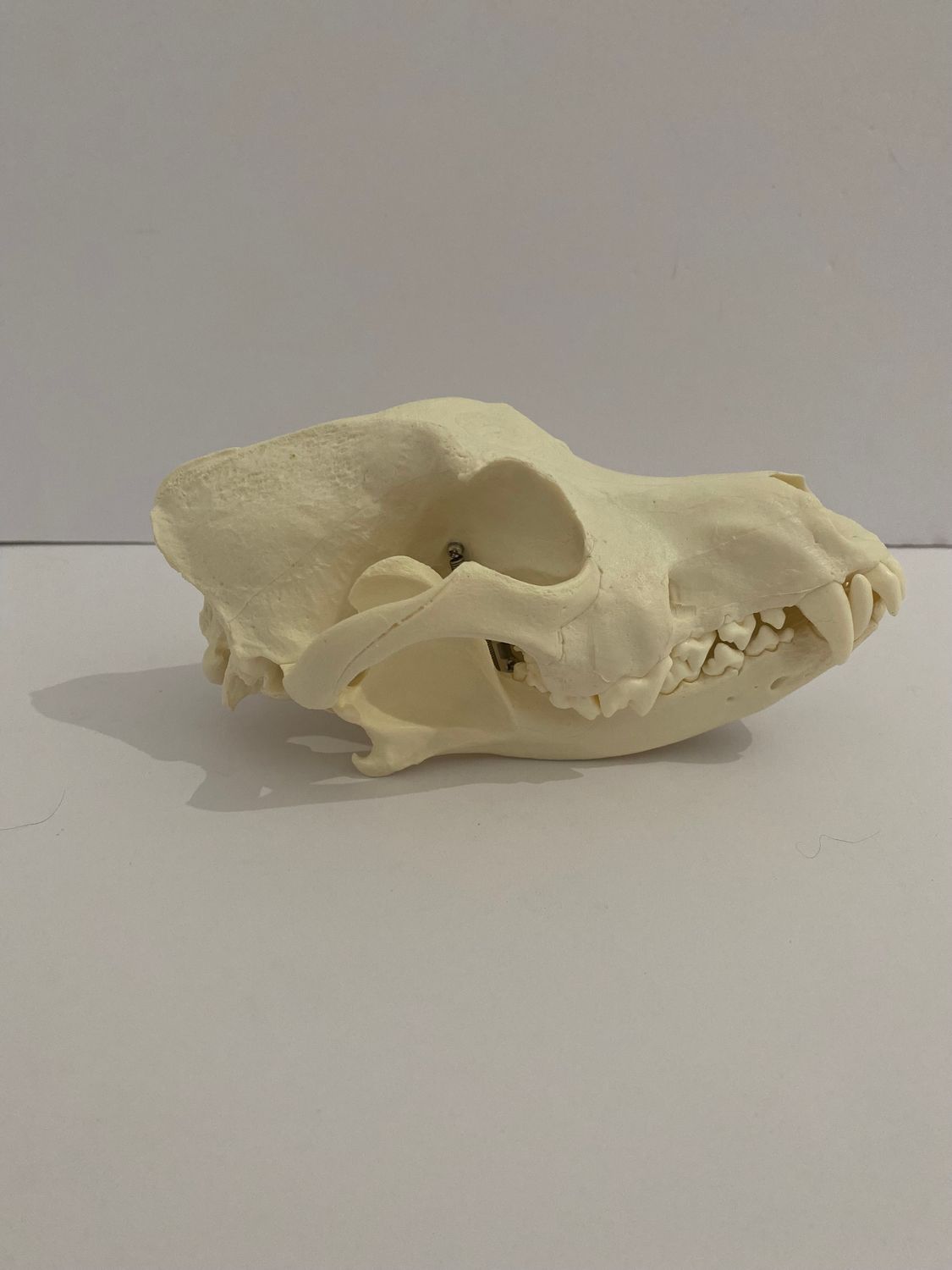 Life Size Canine (Dog) Skull Model