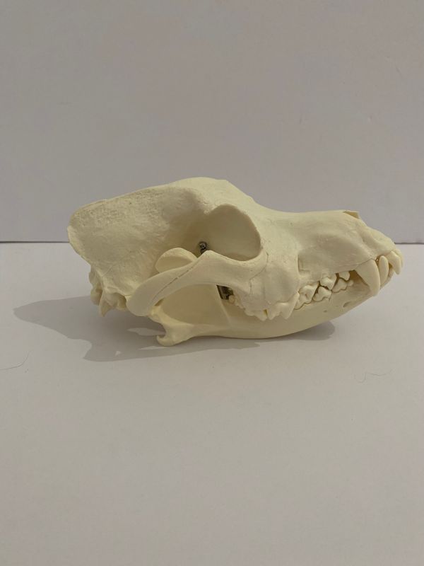 Life Size Canine (Dog) Skull Model