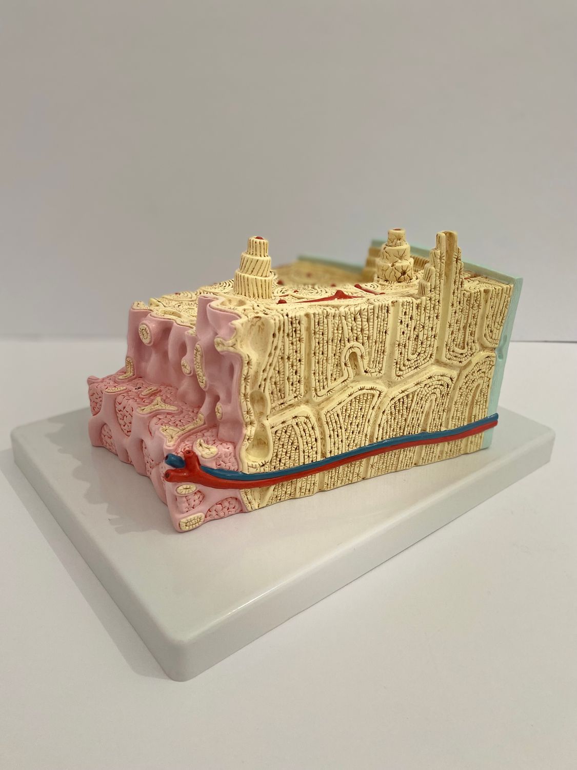 Anatomical Human Bone Structure Model