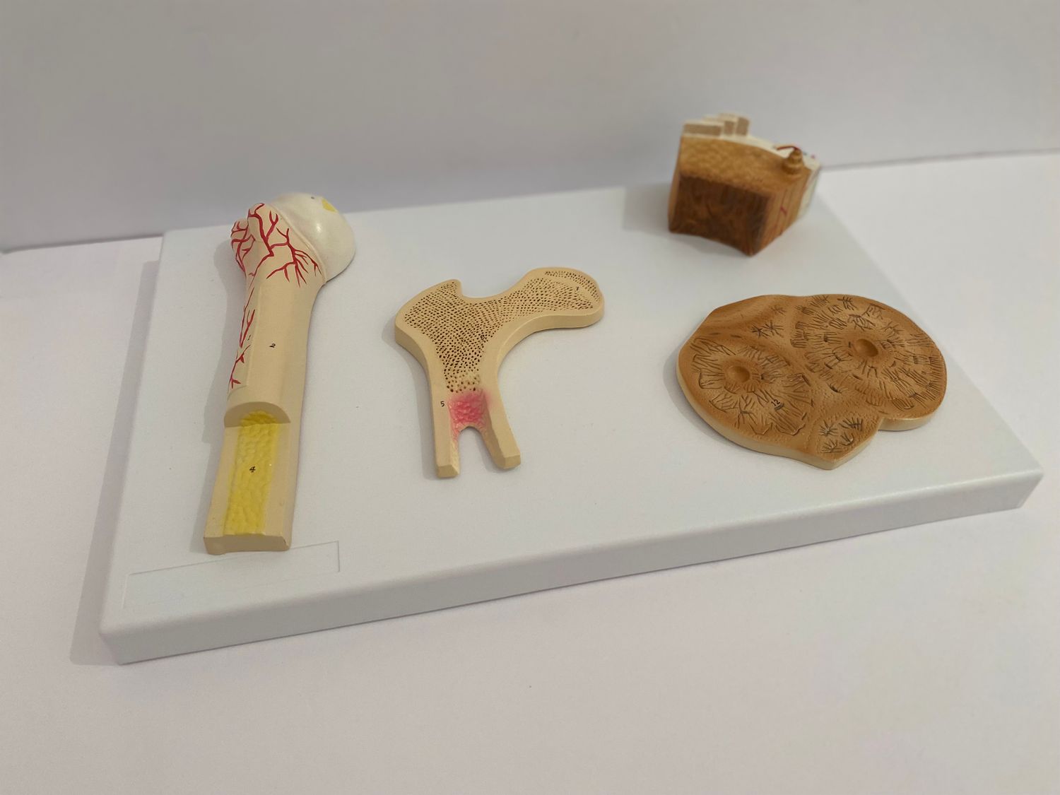 Advanced Human Bone Structure Model