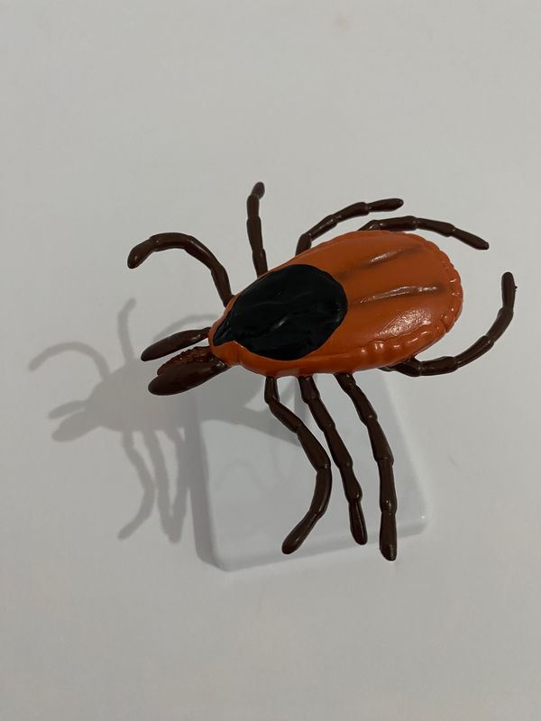 Anatomical Tick Model
