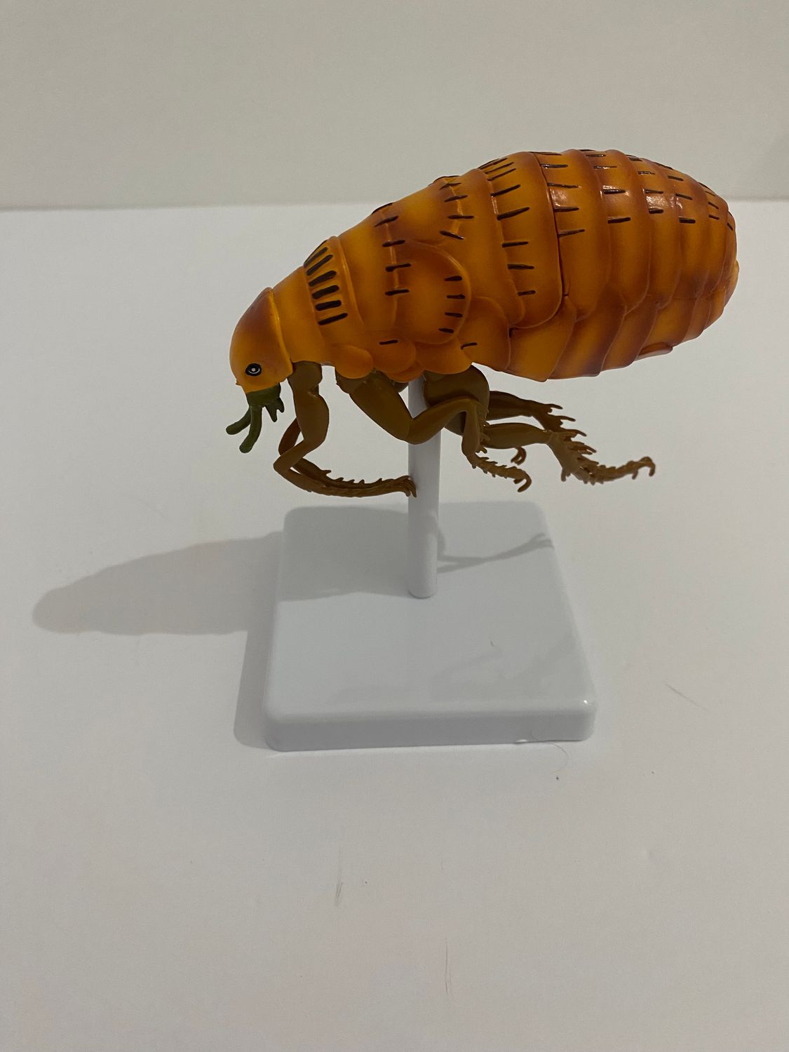 Anatomical Flea Model