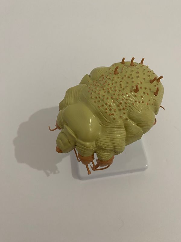 Zoological Mite Model