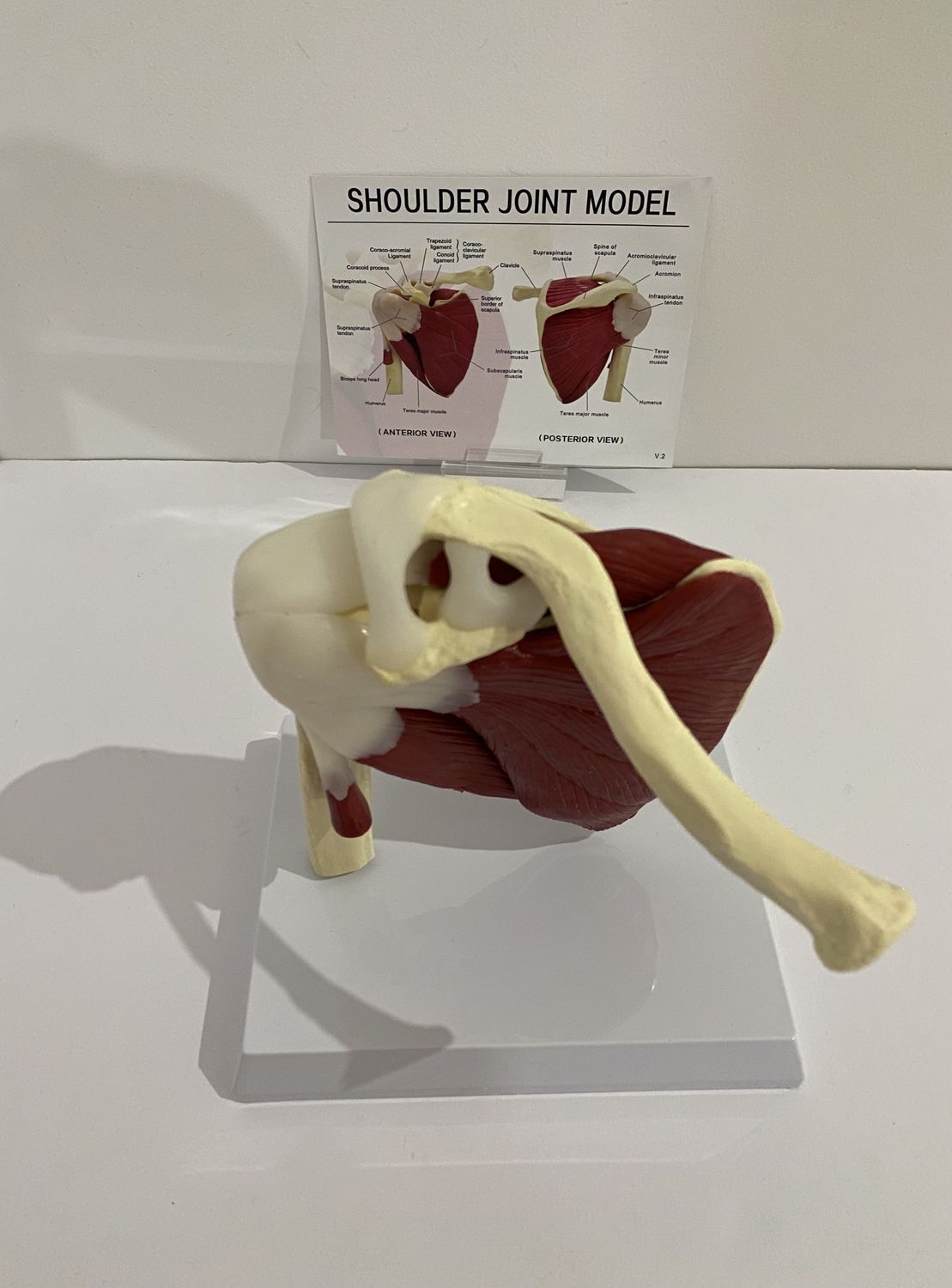 Advanced Muscled Shoulder Joint Model