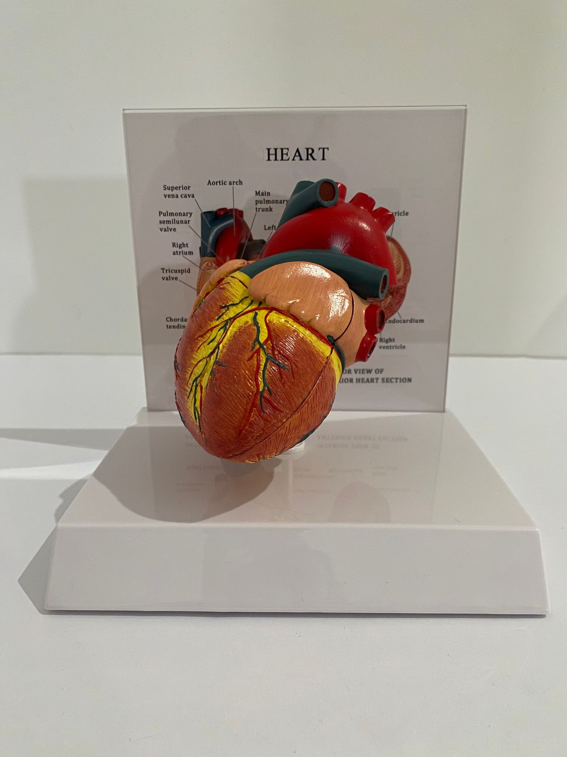 Anatomical Advanced Life Size Heart Model