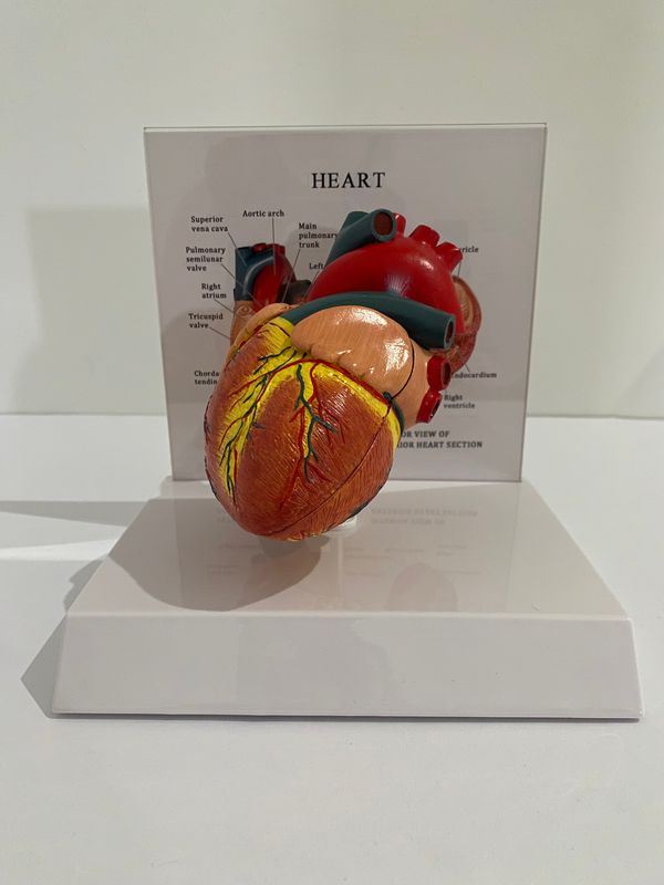 Anatomical Advanced Life Size Heart Model