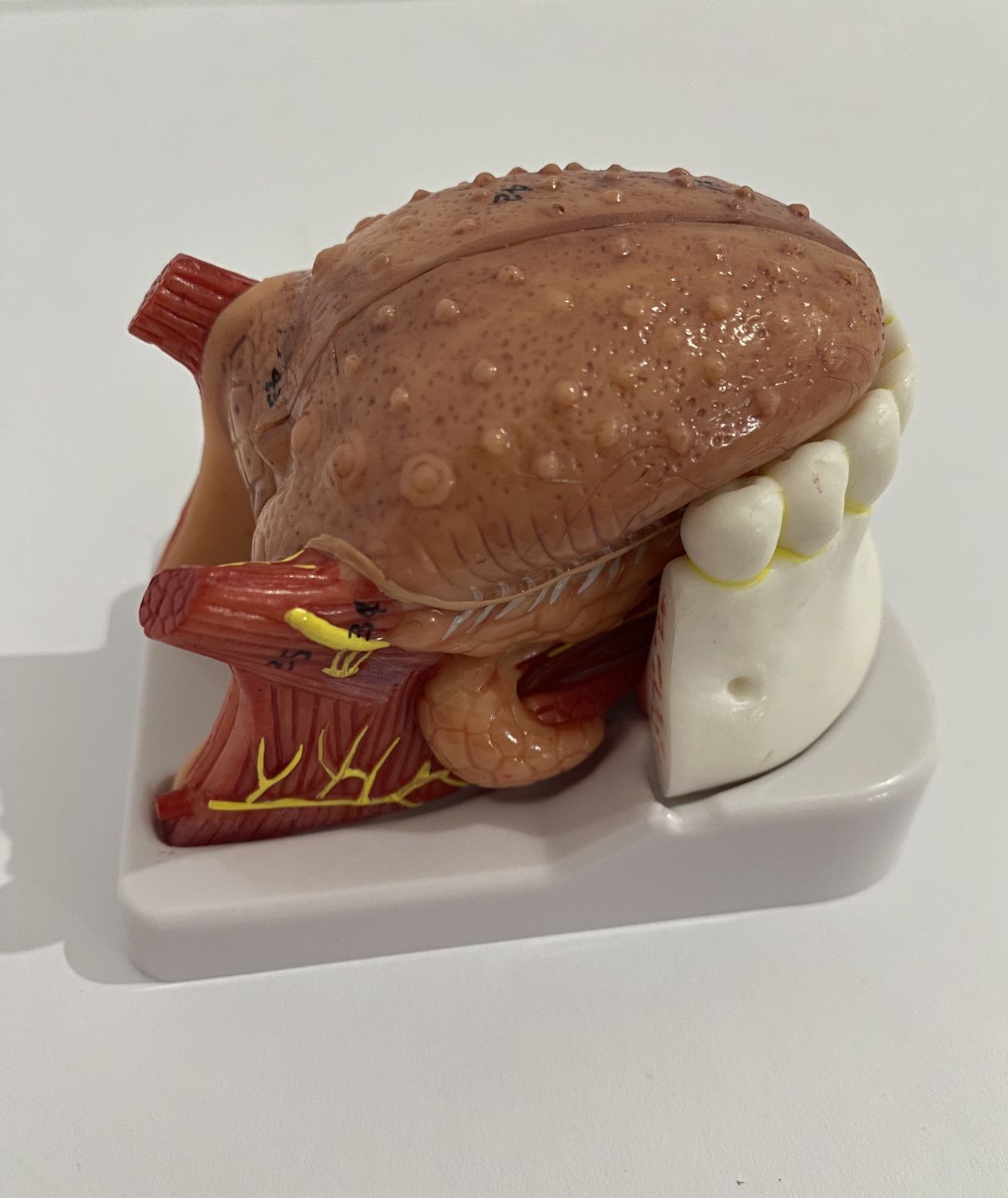Human  Tongue and Lower Jaw Model