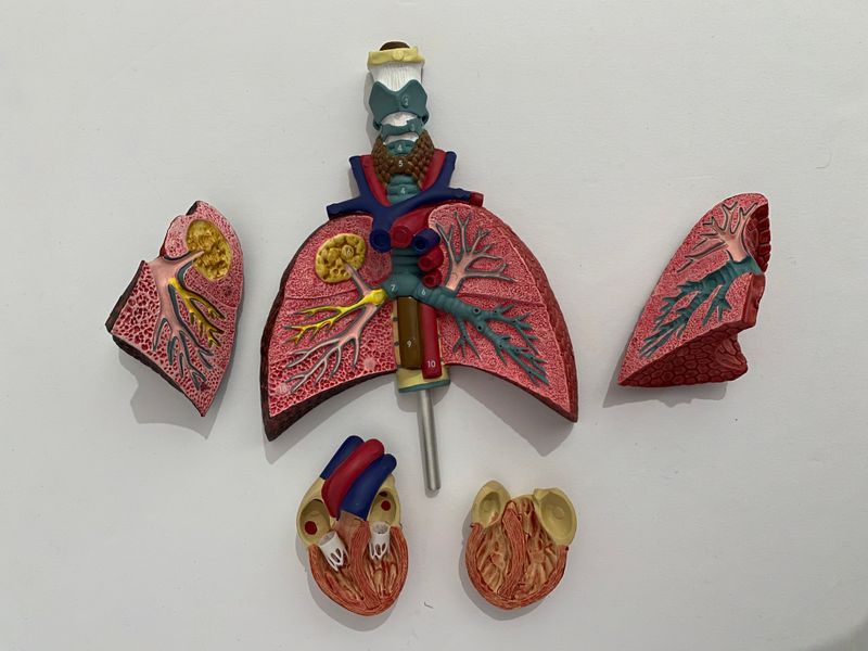 Human Larynx, Heart and Lung Anatomical Model