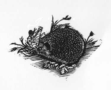 Foraging Hedgehog