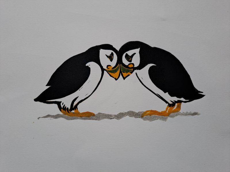 Puffin