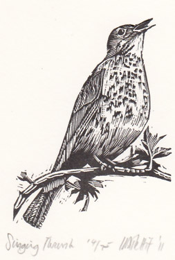 Singing Thrush