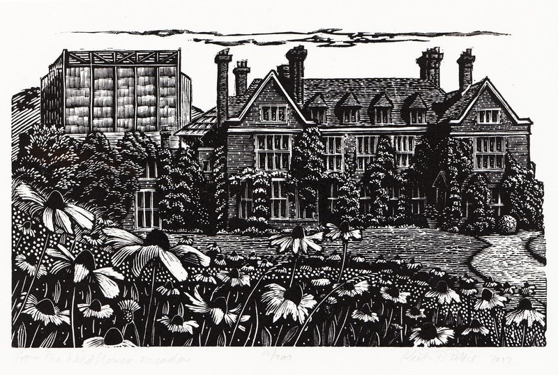 from the wildflower meadow