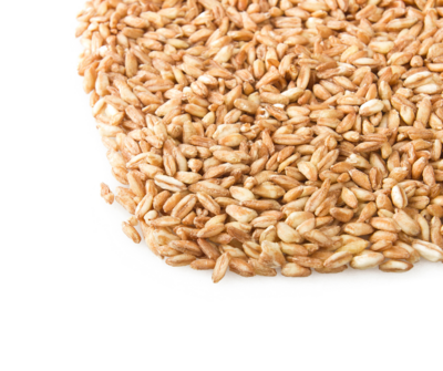 Spelt Grain