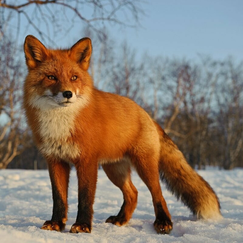 Лиса или бобр