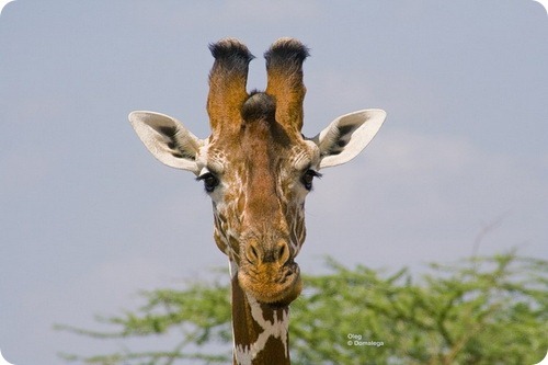 Giraffe1