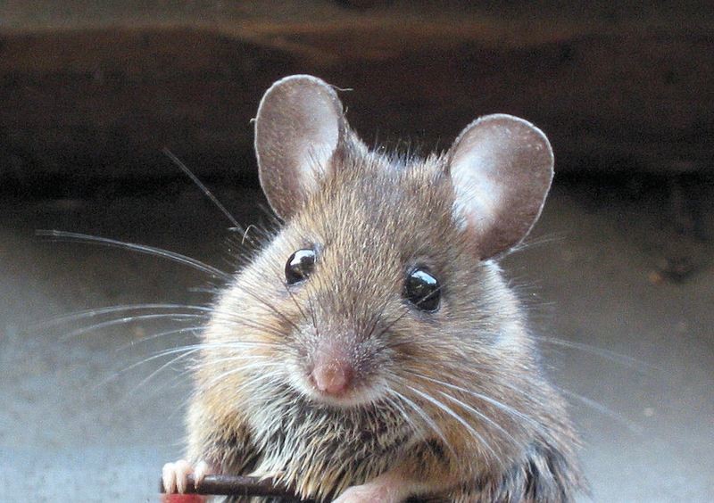 Mouse New Title