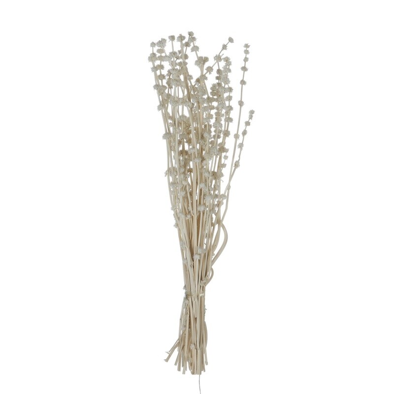 Dried Natural Lion’s Tail Bunch