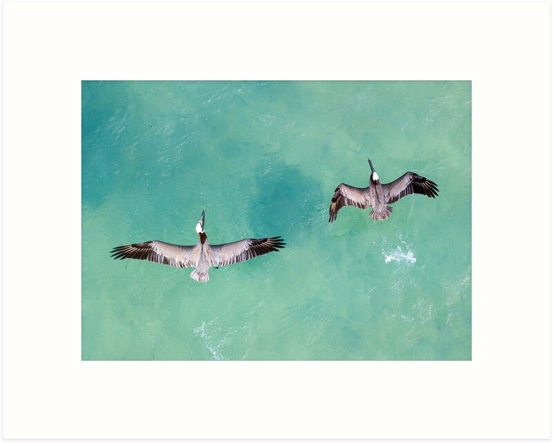 Pair of Pelicans