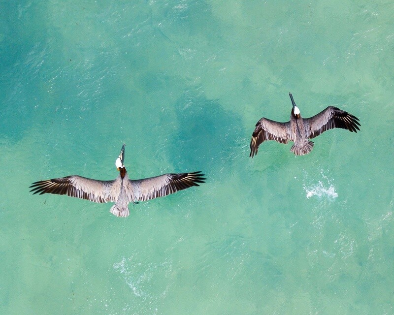 Pair of Pelicans