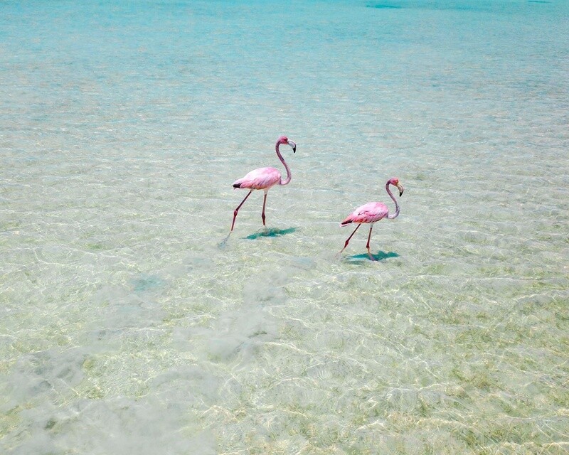 Flamboyant Footprints