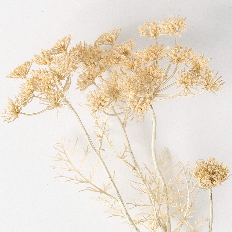 Cream Queen Anne’s Lace Spray