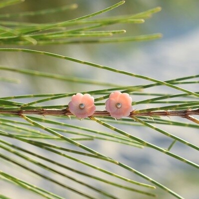 Conch Studs
