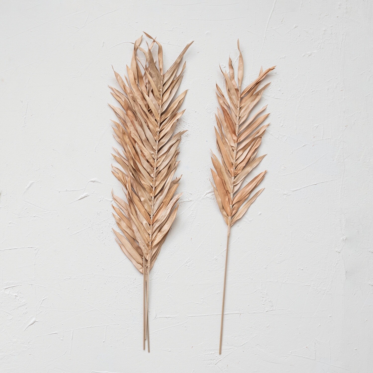 Dried Natural Fountain Palm Bunch / Blush Set of 4